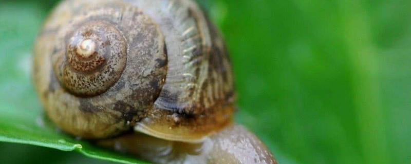 什么样的蜗牛有毒，可食用的是哪种 什么蜗牛有毒性