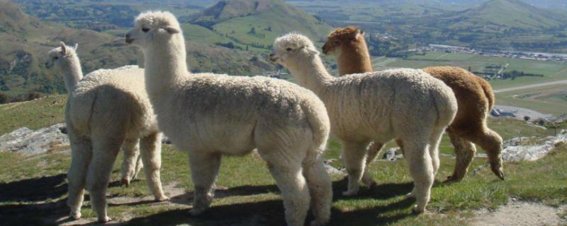 羊驼能交配吗，为什么总是吐口水 羊驼可以繁衍后代吗