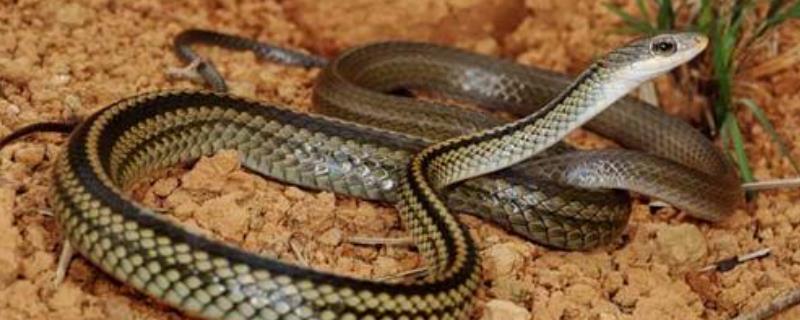 野生乌梢蛇最大几斤，喜欢吃什么，是不是国家保护动物