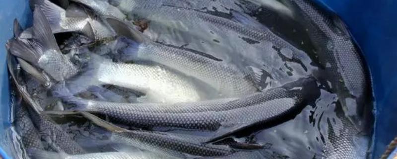 银鳕鱼养殖条件，和鳕鱼有什么区别 银鳕鱼的饲养需要什么条件