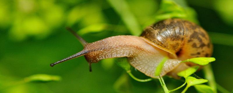 蜗牛有几对触角（蜗牛有几对触角图片）
