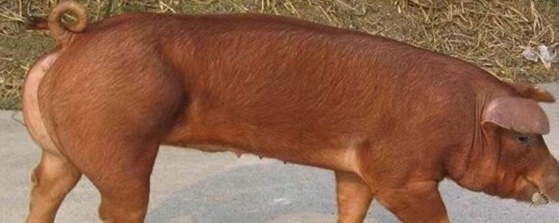 红毛猪可不可以留母猪，是什么品种（红毛猪可以留母猪吗）