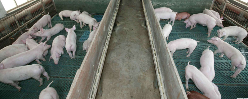 猪场发非瘟几天爆发 非洲猪瘟多少天在猪场爆发