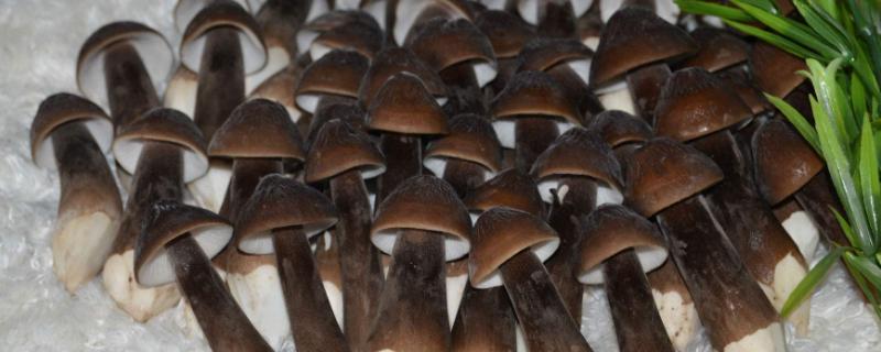黑皮鸡枞菌种植栽培技术（黑皮鸡枞菌种植栽培技术与配料）
