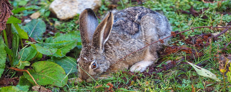 野兔每年产仔多少 野兔一年产多少胎