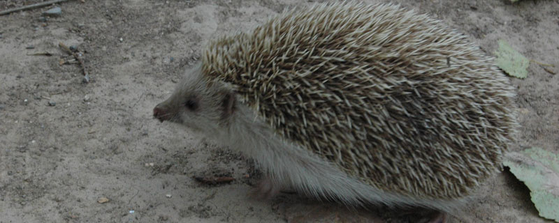 刺猬公的温顺还是母的 养公刺猬好还是母刺猬