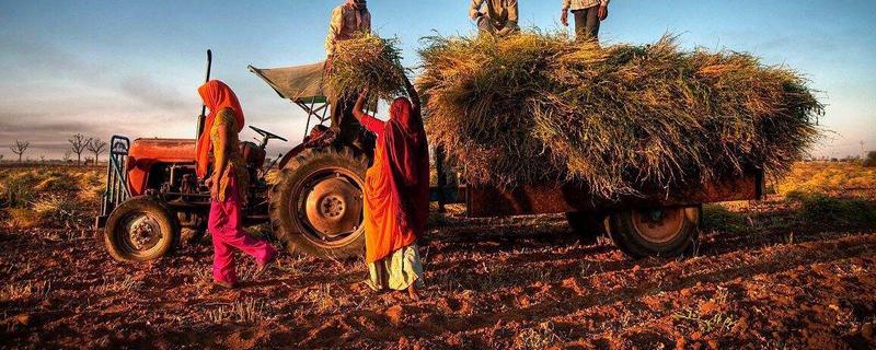 印度农业特点，印度农业以什么为主 印度农业的特点
