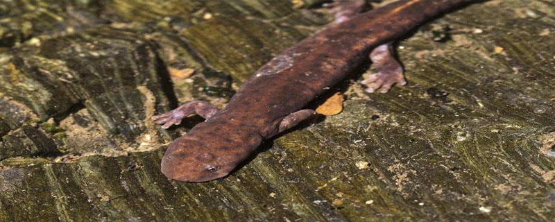 娃娃鱼卵怎么孵化 娃娃鱼鱼卵孵化过程