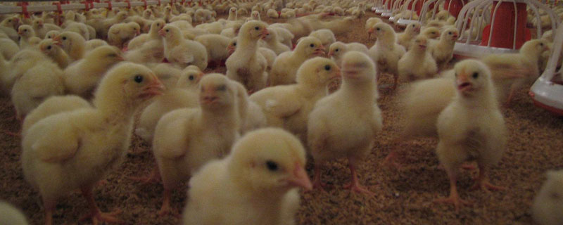 肉鸡抗病毒药有哪些 鸡的抗病毒药物有哪些