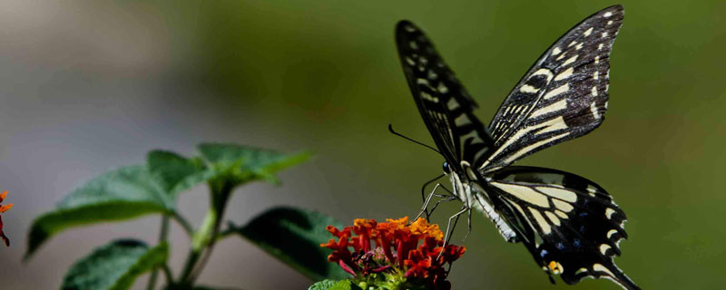 蝴蝶与蛾子的区别是什么 蝴蝶和蛾子区别