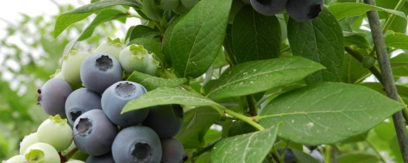 蓝莓的保质期，如何保鲜 蓝莓怎么存放保鲜多久