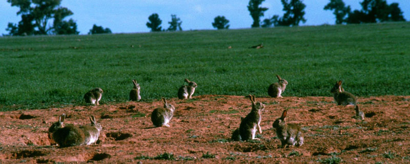 野兔的奔跑速度 野兔的奔跑速度是每小时多少千米