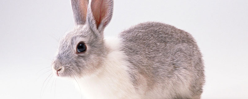 野兔喜欢什么时候活动 野兔的活动范围和活动时间