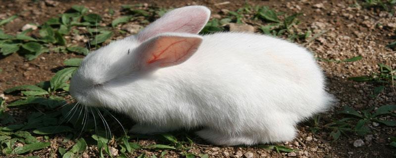 野兔和家兔有什么区别 野兔子和家兔子区别