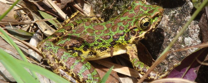 林蛙是田鸡吗（林蛙和田鸡有什么区别）