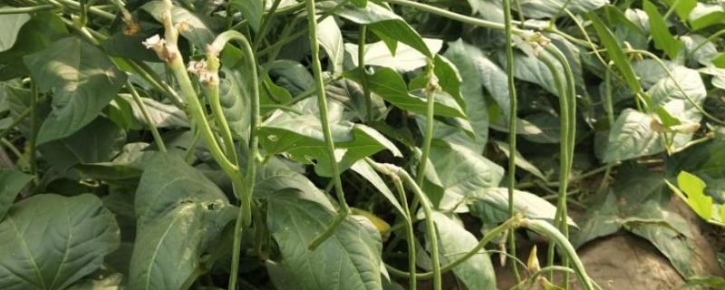 长豆角亩产量一般多少斤，附种植方法