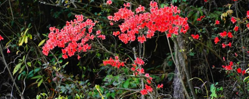 映山红是什么花，花期有多长 映山红花几月开花