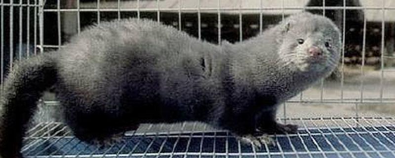 水貂和水獭的区别 水獭和貂是一样吗