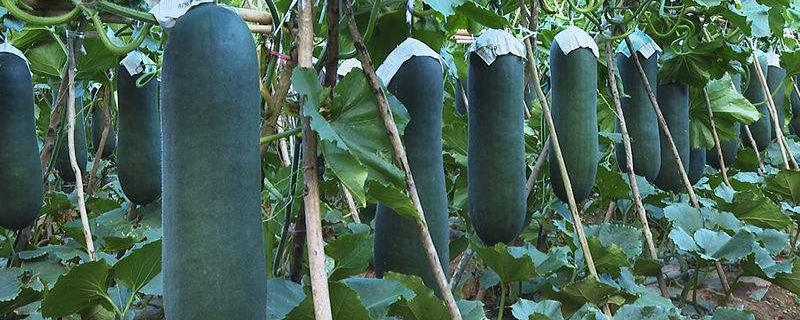 冬瓜的种植技术 黑皮冬瓜的种植技术