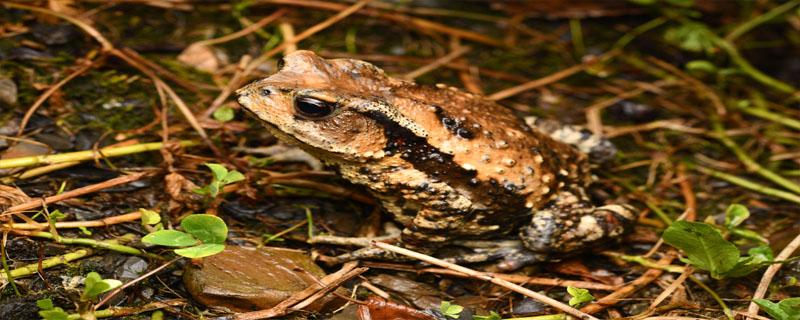 蟾蜍怕蛇毒吗 蛇为什么怕蟾蜍