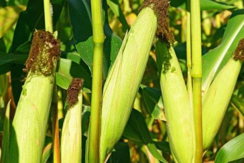 郑单958玉米种简介,适合哪里种植,产量如何