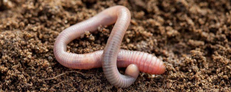 蚯蚓吃什么长大，蚯蚓多大开始繁殖 蚯蚓吃什么长大的?