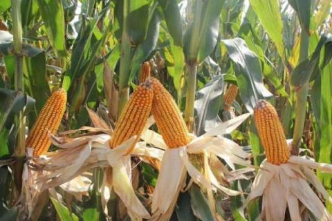 郑单958玉米种简介,适合哪里种植,产量如何