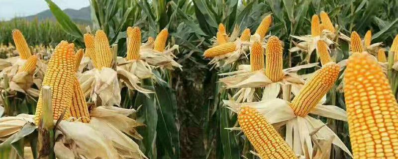 郑单958玉米种简介,适合哪里种植,产量如何