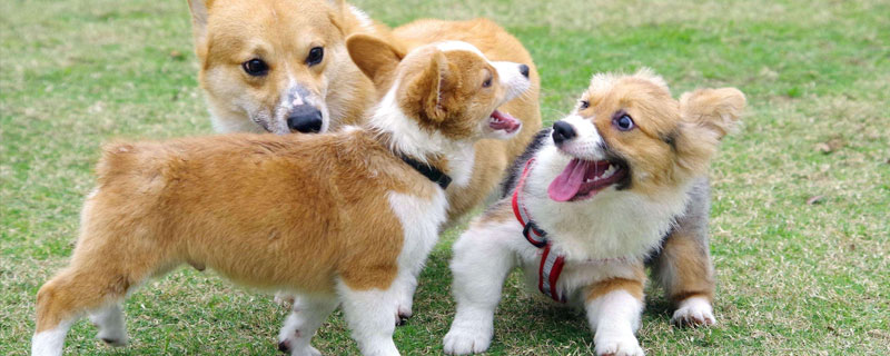 狗为什么喜欢吃屎（狗为什么喜欢吃屎?屎有营养吗?）