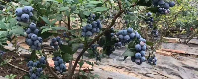 蓝莓新品种云雀和法新 法新蓝莓的种植
