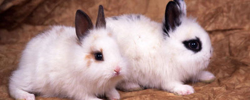 兔子如何分辨雌雄 兔子怎么分辨雌和雄