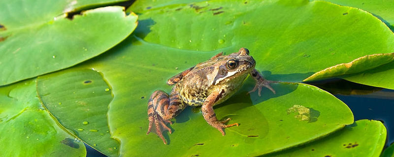 青蛙蝌蚪和蛤蟆蝌蚪的区别 青蛙小蝌蚪和癞蛤蟆小蝌蚪的区别