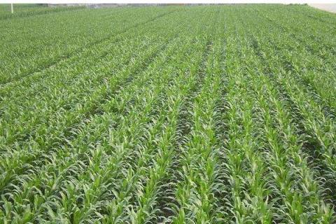 郑单958玉米种简介,适合哪里种植,产量如何