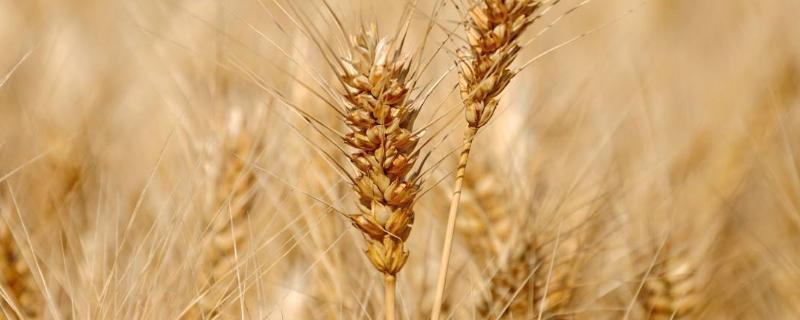 冬小麦可以春天种吗，多久可以出苗
