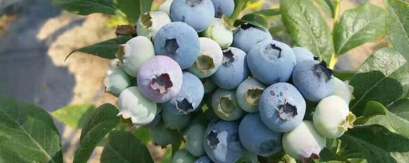 蓝莓的品种大全及品种介绍（各种蓝莓品种的介绍）