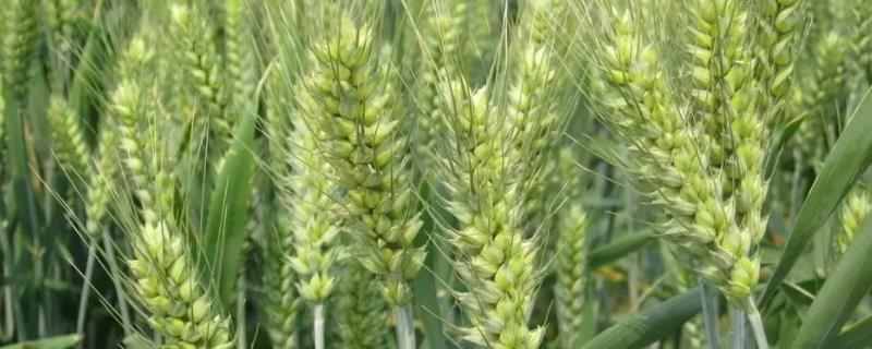 乐土103小麦品种 乐土103小麦品种介绍