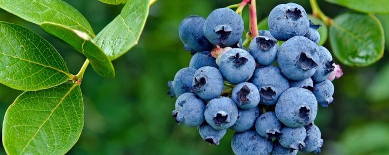 法新蓝莓品种介绍（法新蓝莓的种植）