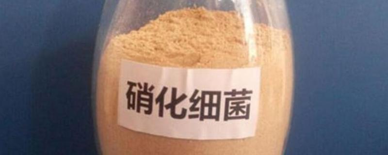 硝化细菌自养还是异养，硝化细菌的作用及使用方法