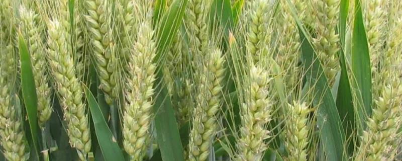 小麦喜欢什么肥料，附用量和用法（小麦最喜欢什么肥）