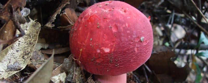 红菇长在什么树下生长，有毒吗（红菇长在哪）