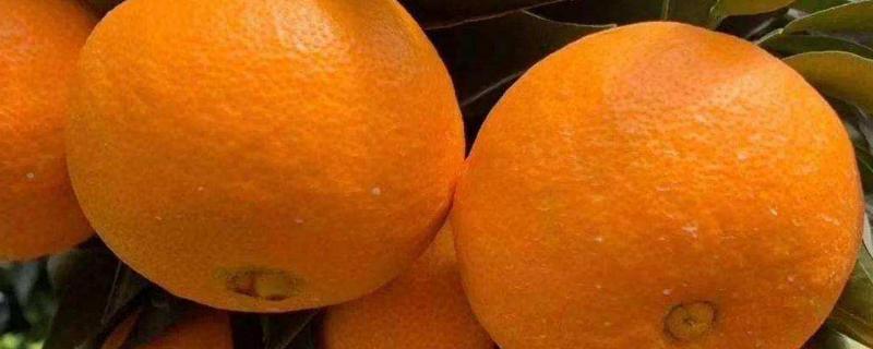 黄美人柑橘品种介绍 黄美人柑橘品种介绍阳光一号