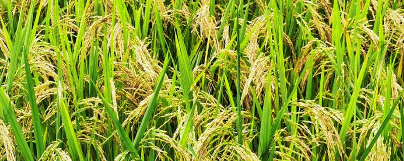 水稻破口期需要水吗，用什么药增产 水稻破口期用什么药好