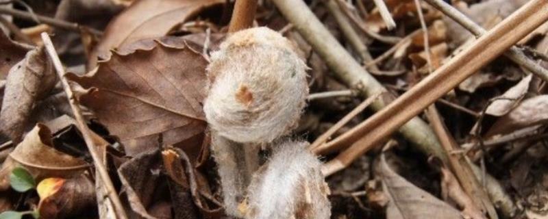 牛毛广怎么去毛，牛毛广是微菜吗（牛毛广怎么做好吃）