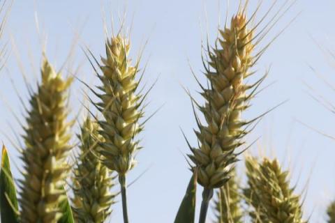 铜麦6号小麦品种介绍