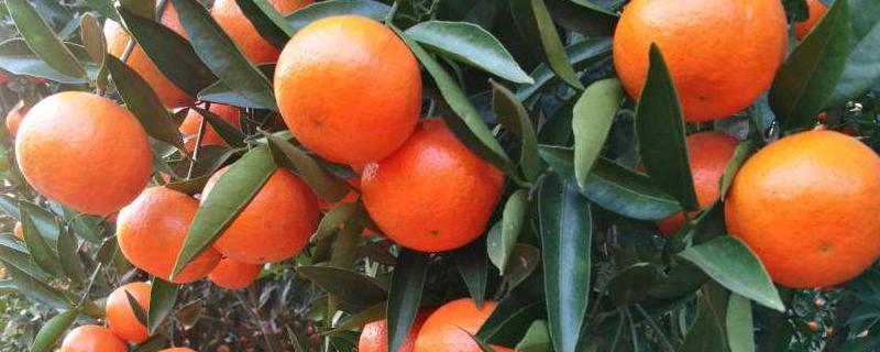 世纪红柑橘品种介绍