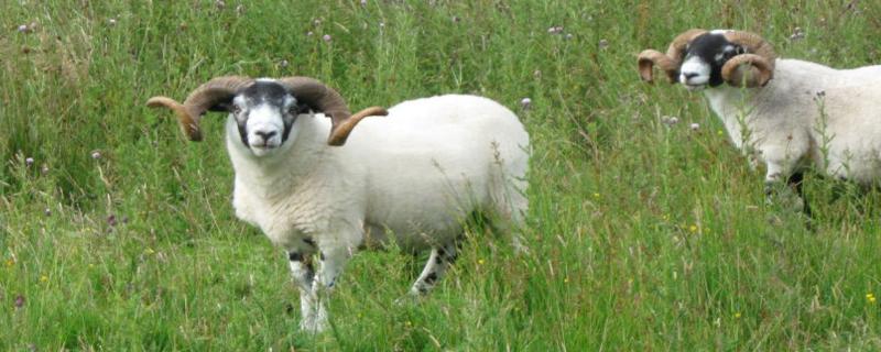 羊快速增肥方法，羊喜欢吃什么草（羊吃什么可以增肥）