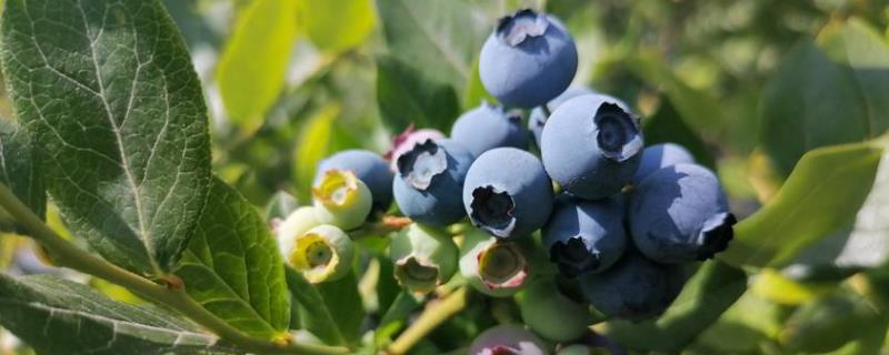 H5蓝莓是绿宝石蓝莓不，附简介（h5蓝莓品种介绍长大后长势如何产量怎么样说说）