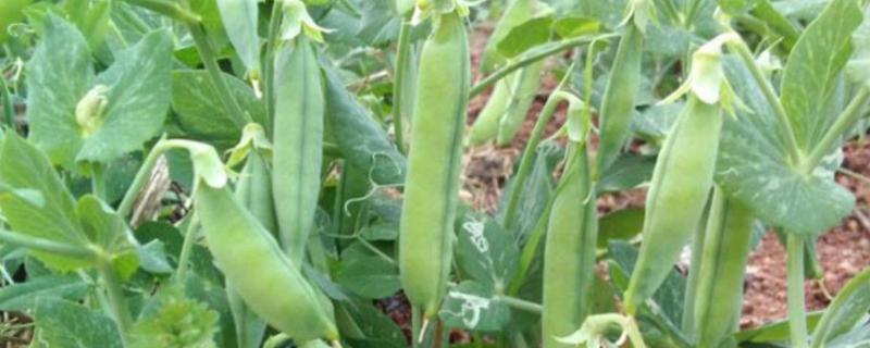 豌豆种植方法和时间 豌豆种植时间和条件