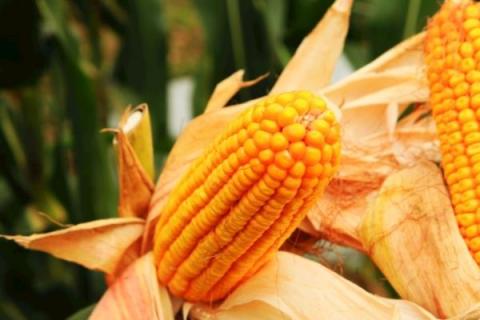 隆禧119玉米品种介绍