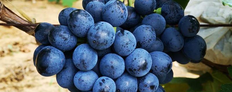 蓝莓葡萄是什么品种 蓝莓葡萄是什么品种功效